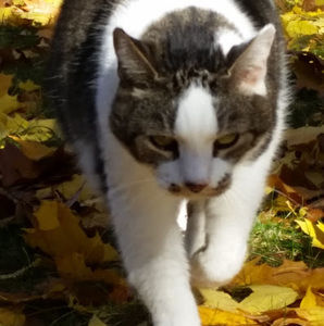 Meet your Posher, Roxana